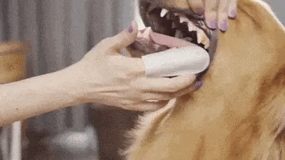 Toallitas Refrescantes Dentales Caninas